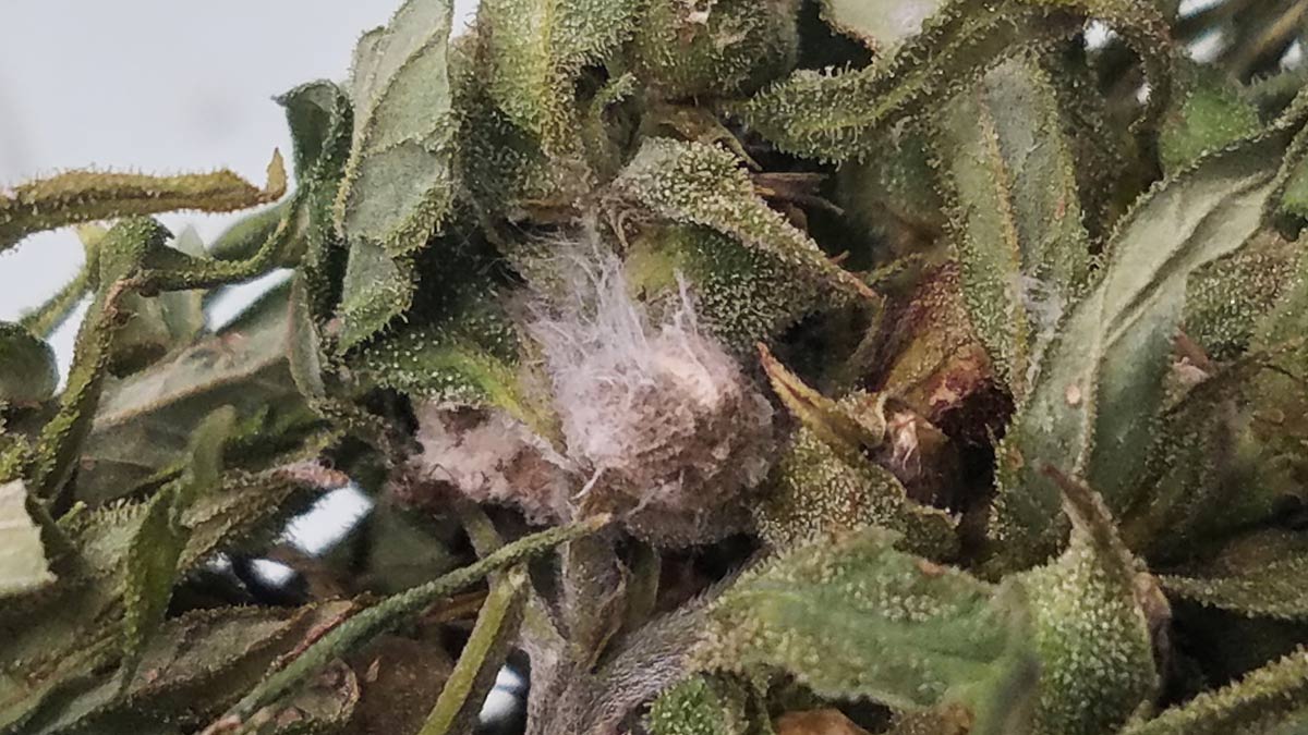 fusarium-head-blight-fungal-disease-ap