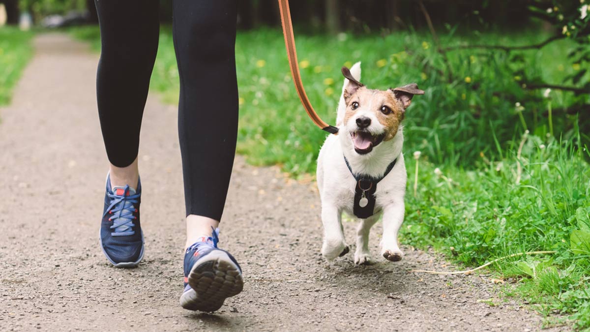 shutterstock-dog-walking